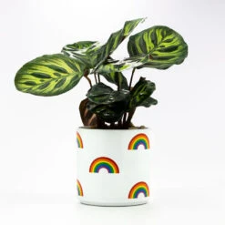 Charming Home Shop -Charming Home Shop Rainbow Icons on White Planter 115440 02